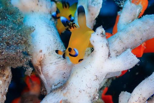 西伊豆・大瀬崎 ウデフリツノザヤウミウシ 西伊豆・大瀬崎 ウデフリツノザヤウミウシ スキューバダイビング,ウミウシ,ダイビングの写真素材