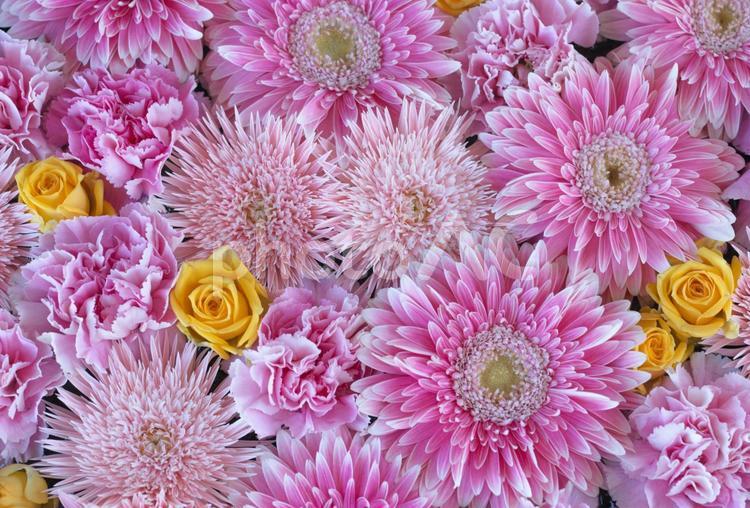 ピンクと黄色の花の背景（ガーベラ、バラ、カーネーション） ピンク,花,きれいの写真素材