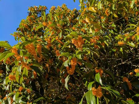 咲き誇る金木犀 金木犀,花,植物の写真素材