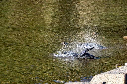カラスの水浴び⑽ 鳥,野鳥,カラスの写真素材