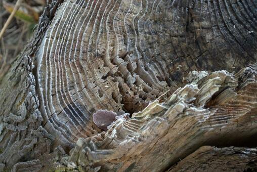 霜が降りた古い切り株 霜,冬,年輪の写真素材
