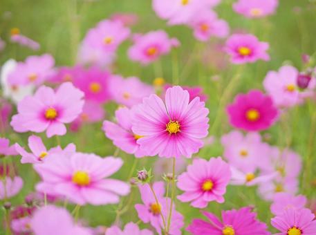The arrival of autumn (lots of pink cosmos), JPG