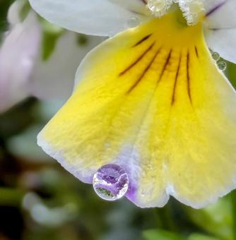 ビオラの花びらに雫 花,雨雫,植物の写真素材