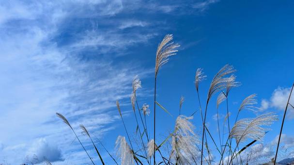 すすきと秋の青空 すすき,秋,青空の写真素材