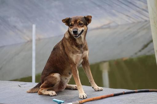 1匹の犬がいるベトナムの風景 1匹,犬,ベトナムの写真素材