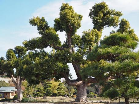 松の木 松の木,日本庭園,自然の写真素材