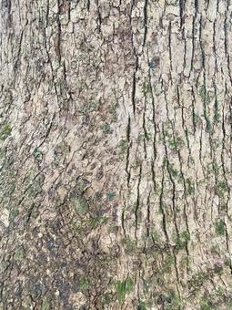 コケがついた楠の大木の樹皮　拡大図 楠,クスノキ,樹皮の写真素材