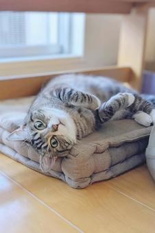 見つめる可愛いトラ猫 縦 見つめる可愛いトラ猫 縦 ねこ,猫,トラ猫の写真素材