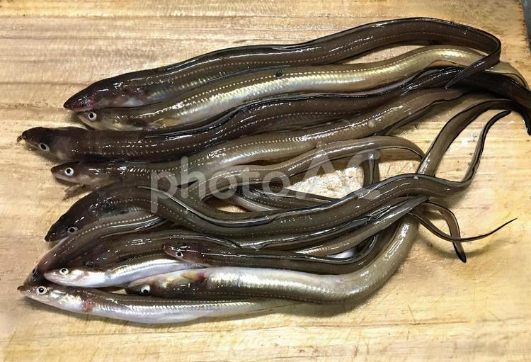 釣りたての新鮮なアナゴ アナゴ,穴子,釣りたての写真素材