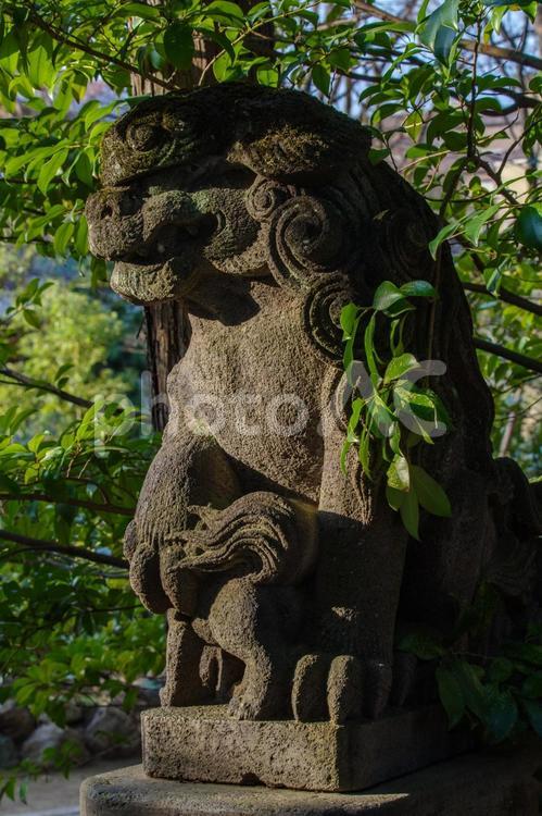 東京赤坂にある氷川神社の狛犬 境内,氷川神社,自然の写真素材