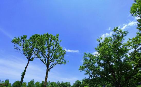 新緑の木々と青空 新緑の木々と青空の写真