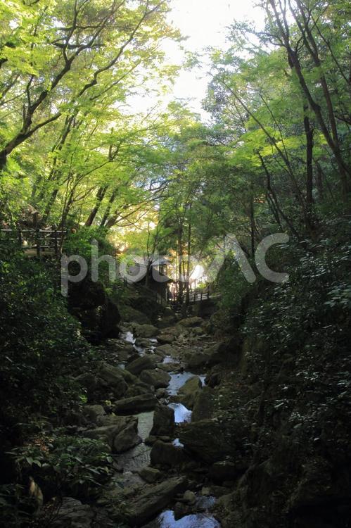 愛媛県大洲市　白滝公園の風景 白滝公園,緑,愛媛県の写真素材