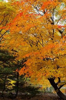 北海道庁前庭池の黄葉４ 黄葉,紅葉,秋模様の写真素材