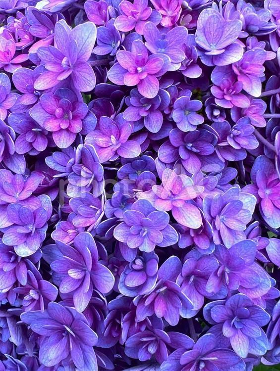 一面のあじさい アジサイ,花,植物の写真素材