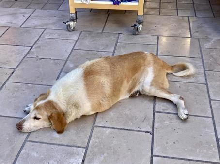 Photo, dog, rest, hot, 
