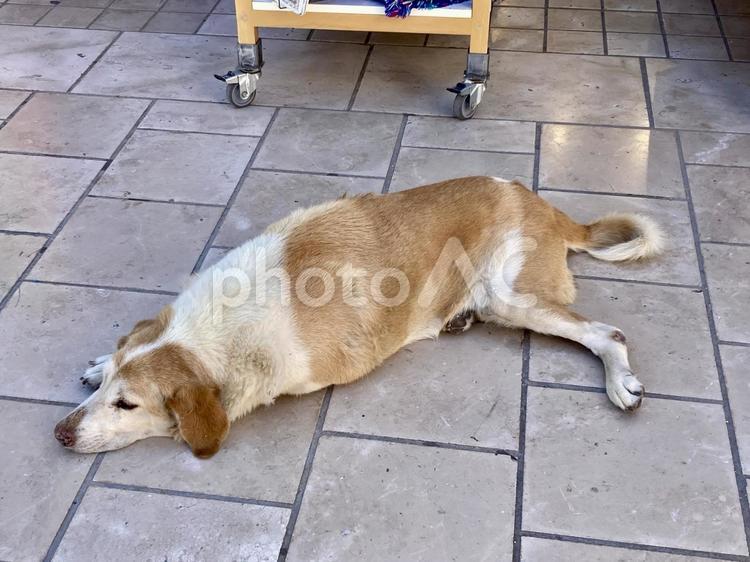 ケファロニアの犬 犬,休む,暑いの写真素材