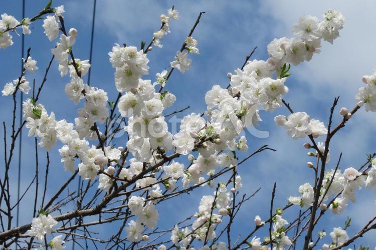 4月、農村地に咲いた白い花桃 花桃,花,植物の写真素材