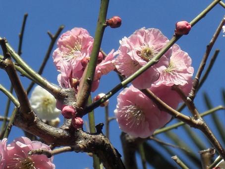 梅の花のボケ背景-4 梅の花のボケ背景-4 背景,ボケ,梅の写真素材