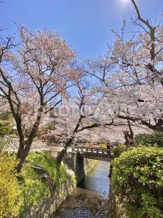 桜と橋 桜,さくら,春の写真素材