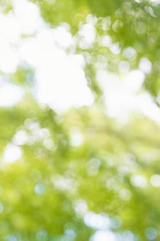 キラキラの玉ボケの写真