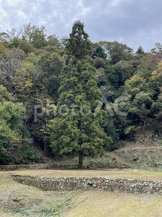 一本の木 木,石垣,里山の写真素材