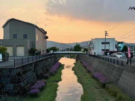 夕方の福井の底喰川とミソハギの花 底喰川,紫,ミソハギの写真素材