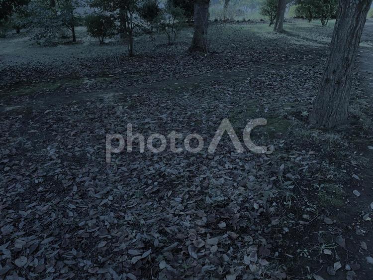 暗い雑木林　開けた場所　コピースペース 自然,怖い,山の写真素材