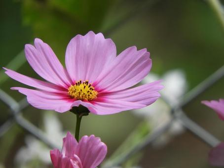 コスモス コスモス コスモス,花,植物の写真素材