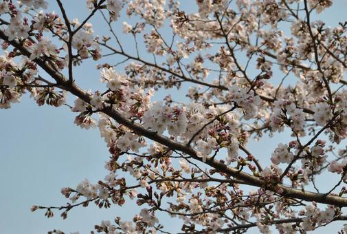 桜 桜 桜,春,花の写真素材
