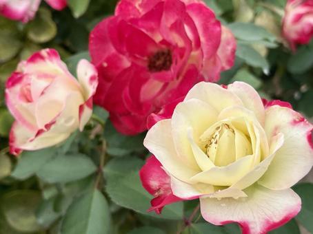 薔薇(ばら、バラ) 薔薇(ばら、バラ) 春,秋,バラの写真素材