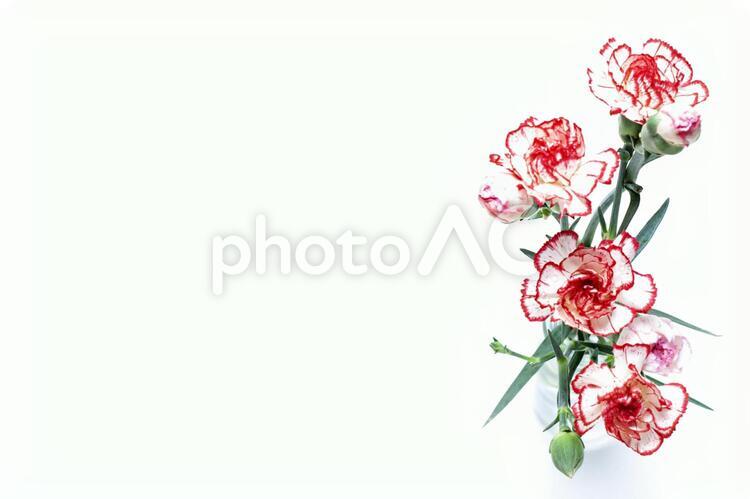 赤白のカーネーション花束素材 花,カーネーション,赤の写真素材