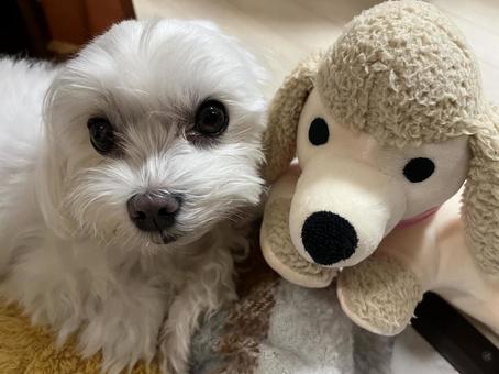 マルチーズとぬいぐるみの写真