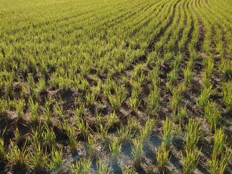 田んぼ② 田,田んぼ,稲刈りの写真素材