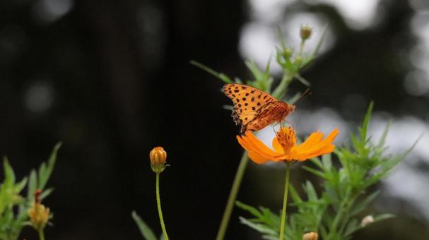 秋の花と蝶 秋の花と蝶の写真