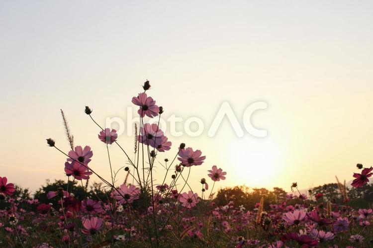 夕焼けとコスモス2 秋,ガーデニング,キレイの写真素材