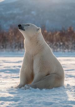 雪と氷の世界に溶け込むシロクマ 雪と氷の世界に溶け込むシロクマの写真