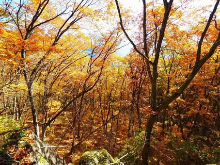 Autumn leaves (Kandayama), JPG