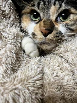 見つめる猫 ねこ,見つめる,目の写真素材