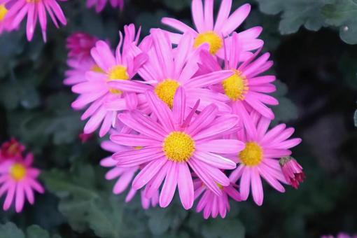 黄金の花 菊,花,flowerの写真素材