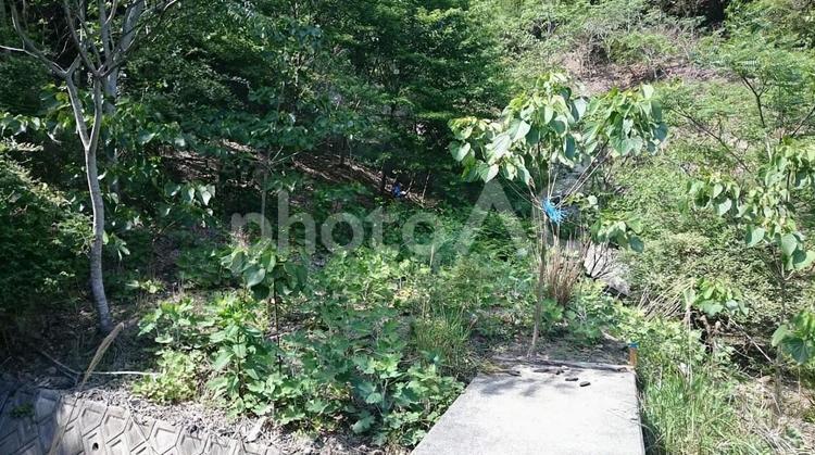緑に覆われた法面の様子 法面,草むら,雑草の写真素材