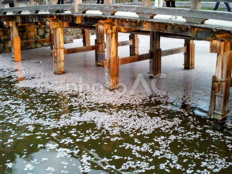 長浜城の橋と花筏 桜,花筏,橋の写真素材