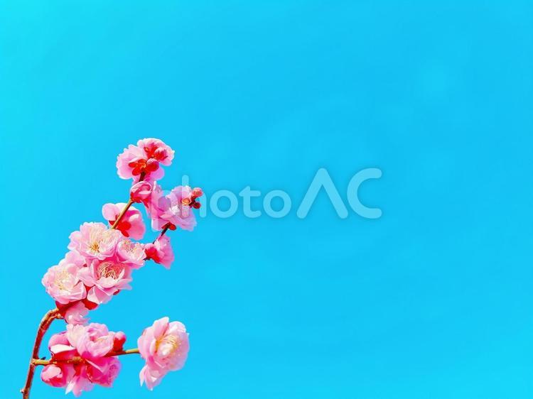 青空に映える枝垂れ梅 梅の花,花,花木の写真素材