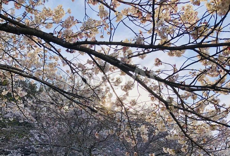さくら さくら,桜,枝の写真素材