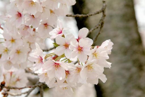 桜 桜の写真