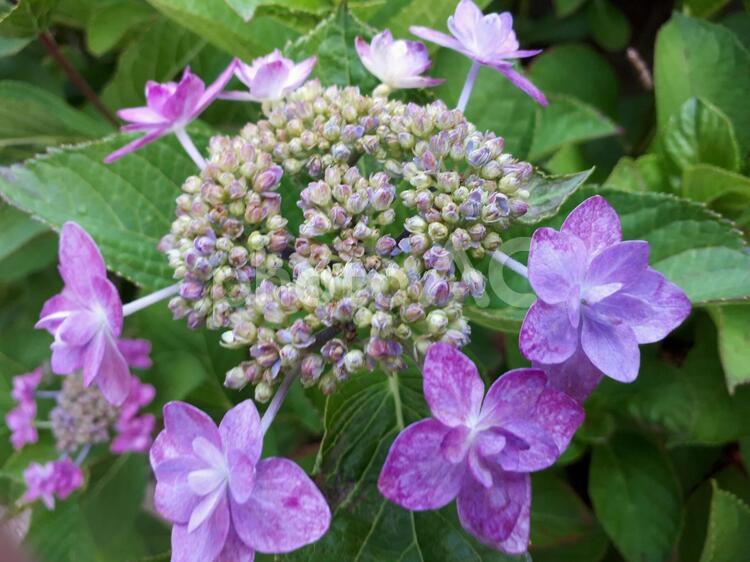 紫陽花 紫色の六月の花 紫陽花 紫色の六月の花 紫陽花,紫色,雨降りの写真素材