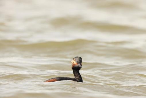 ハジロカイツブリ ハジロカイツブリ,夏羽,野鳥の写真素材