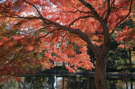 紅葉したもみじの大木 紅葉,もみじ,洞峰公園の写真素材