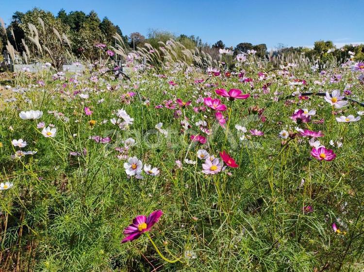 ススキとコスモス コスモス,秋晴れ,秋の写真素材