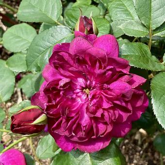 花★薔薇(バラ ダーシー・バッセル) 花★薔薇(バラ ダーシー・バッセル) ダーシー・バッセル,赤,花の写真素材