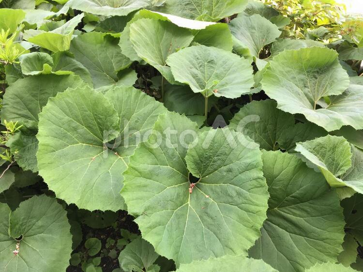 庭の蕗を収穫 蕗,フキ,ふきの写真素材